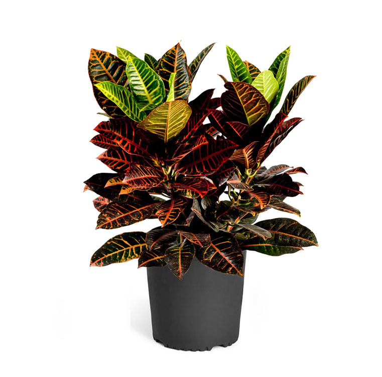 کروتون نورما قرمز